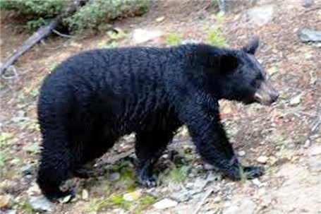 فعالیت‌های معدنی، خرس سیاه را به مناطق مسکونی جنوب کرمان آورد